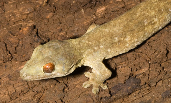 Image of MacGregor's Wolf Gecko