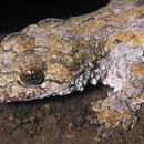 Image of Philippine Wolf Gecko