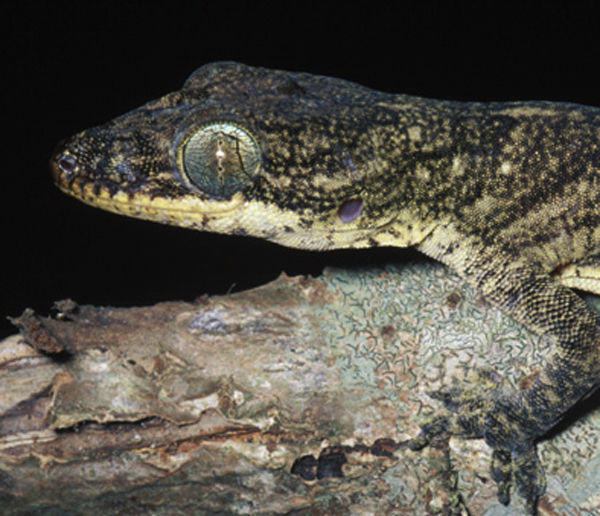 Image of Brown's Gecko