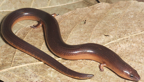 Image of Two-colored Short-legged Skink