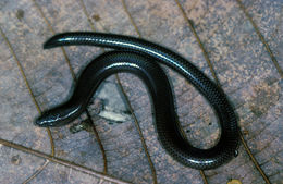 Image of Pretty Short-legged Skink