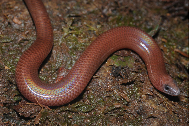 Image of Brachymeles lukbani Siler, Balete, Diesmos & Brown 2010