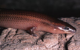 Image de <i>Brachymeles boulengeri taylori</i> Brown