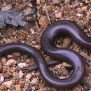 Image of Three-fingered Short-legged Skink