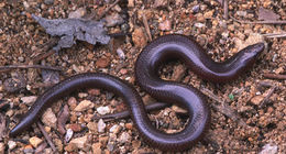 Image de Brachymeles tridactylus Brown 1956