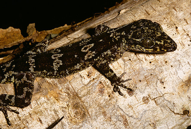 Image of Cyrtodactylus gubaot Welton, Siler, Linkem, Diesmos & Brown 2010