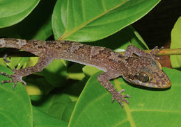 Image of Cyrtodactylus jambangan Welton, Siler, Diesmos & Brown 2010