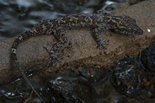 Image of Cyrtodactylus mamanwa Welton, Siler, Linkem, Diesmos & Brown 2010