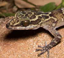 Image of Palawan Bow-fingered Gecko