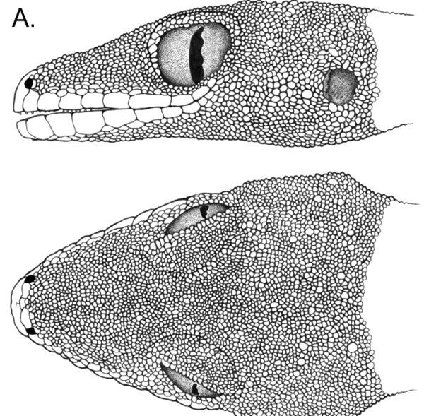 Image of Cyrtodactylus tautbatorum Welton, Siler, Diesmos & Brown 2009