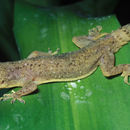 Image of Nyika Gecko