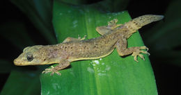 Image of Nyika Gecko