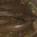 Image of Alcala's Wolf Snake