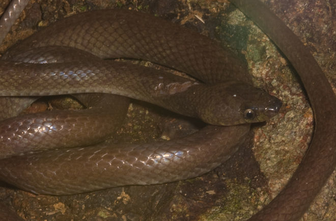 Image of Alcala's Wolf Snake