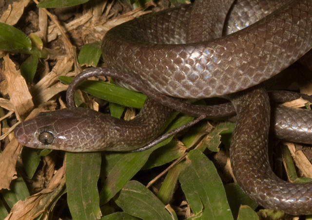 Image of Ota's Wolf Snake  c