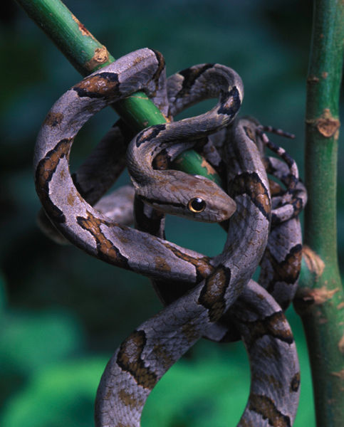 Image of Leyte Cat Snake