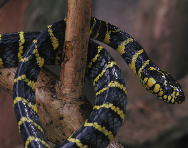 Image of Boiga dendrophila divergens Taylor 1922