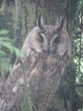 Image of Long-eared Owl