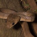 Image of Philippine Cat Snake