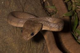 Image of Philippine Cat Snake