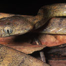 Image of Schultz' Blunt-headed Tree Snake