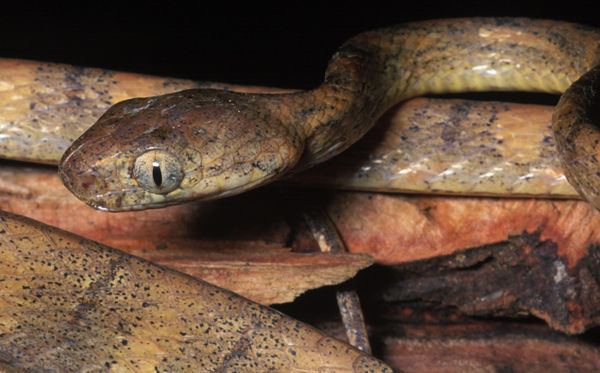 Image of Schultz' Blunt-headed Tree Snake