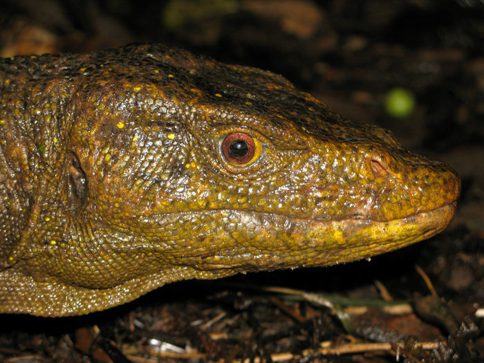 Image of Northern Sierra Madre forest monitor