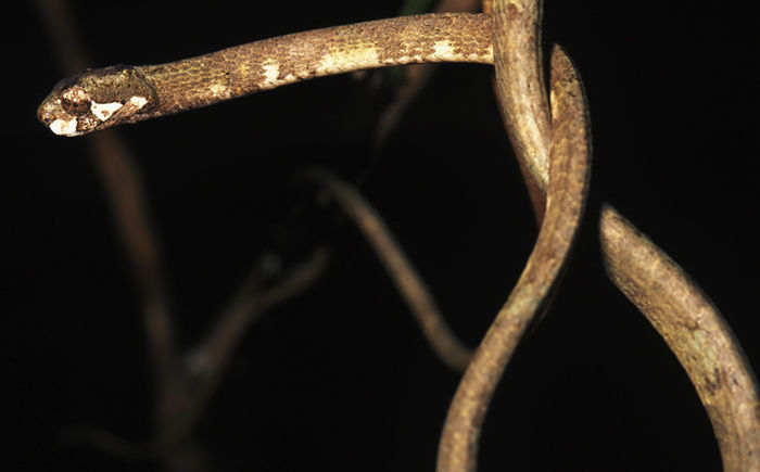 Image of Blunt-head Slug Snake