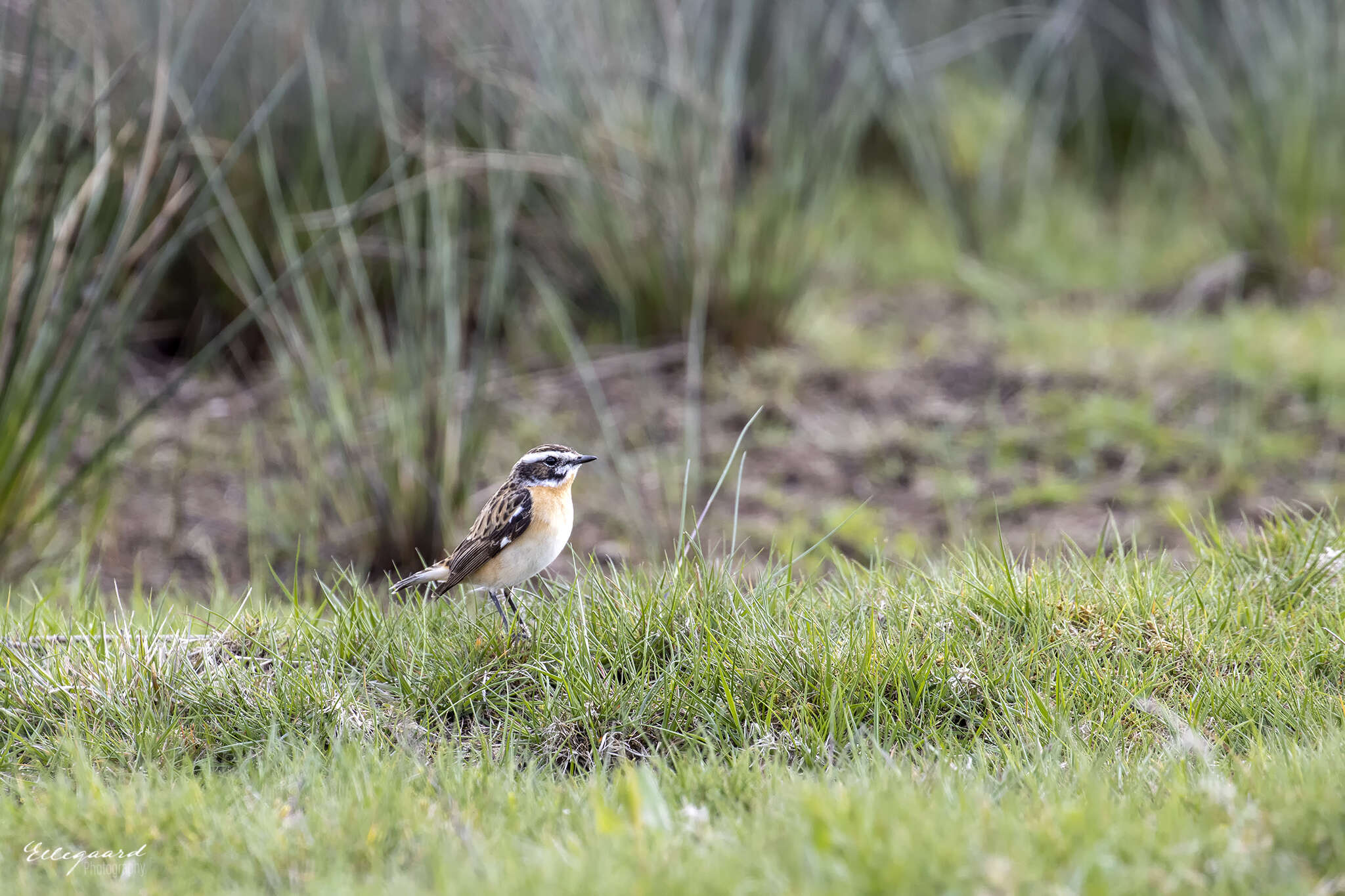 Image of Whinchat