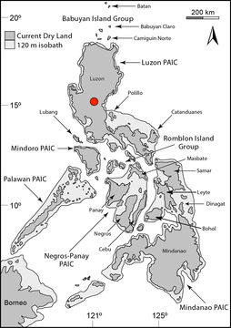 Sivun Gekko carusadensis Linkem, Siler, Diesmos, Sy & Brown 2010 kuva