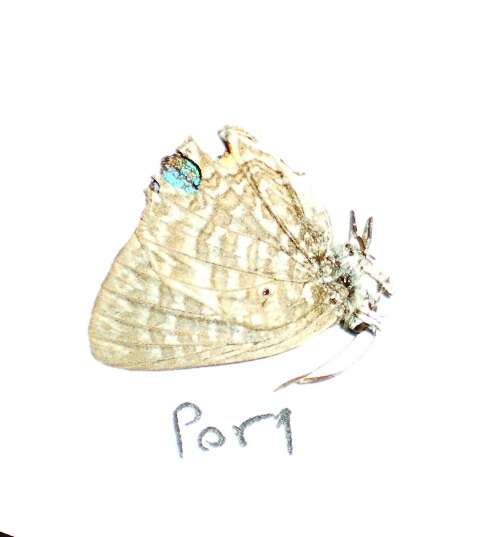 Image of Poritia phama