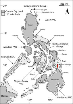 Image of Cyrtodactylus mamanwa Welton, Siler, Linkem, Diesmos & Brown 2010