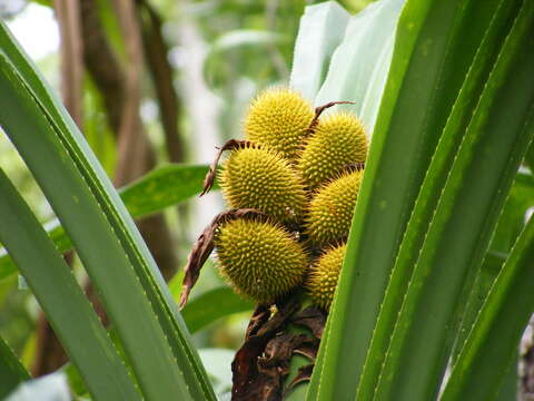 Image of Lauterbach's pandan