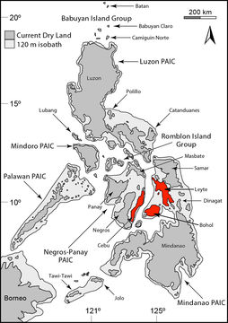 Image of Lepidodactylus herrei medianus Brown & Alcala 1978