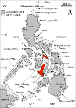 Image of Lipinia auriculata auriculata (Taylor 1917)