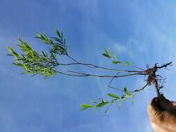 Image of creeping willow