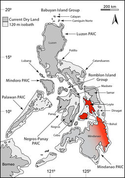 Image of Mindanao Sphenomorphus