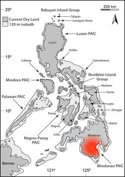 Plancia ëd Tropidophorus davaoensis Bacon 1980