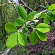 Image of Common Laburnum