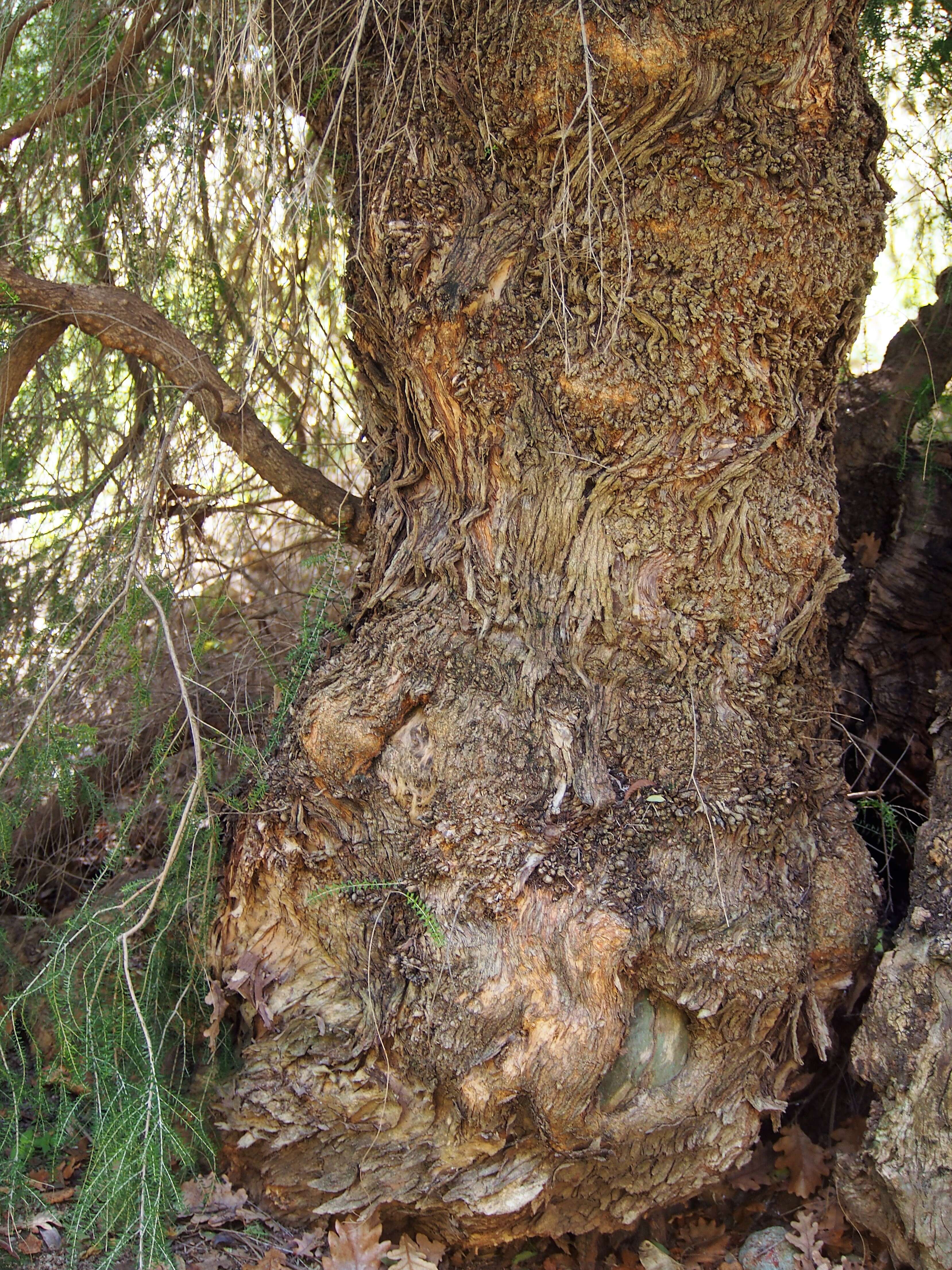 Image of dotted melaleuca