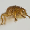 Image of Bee Louse