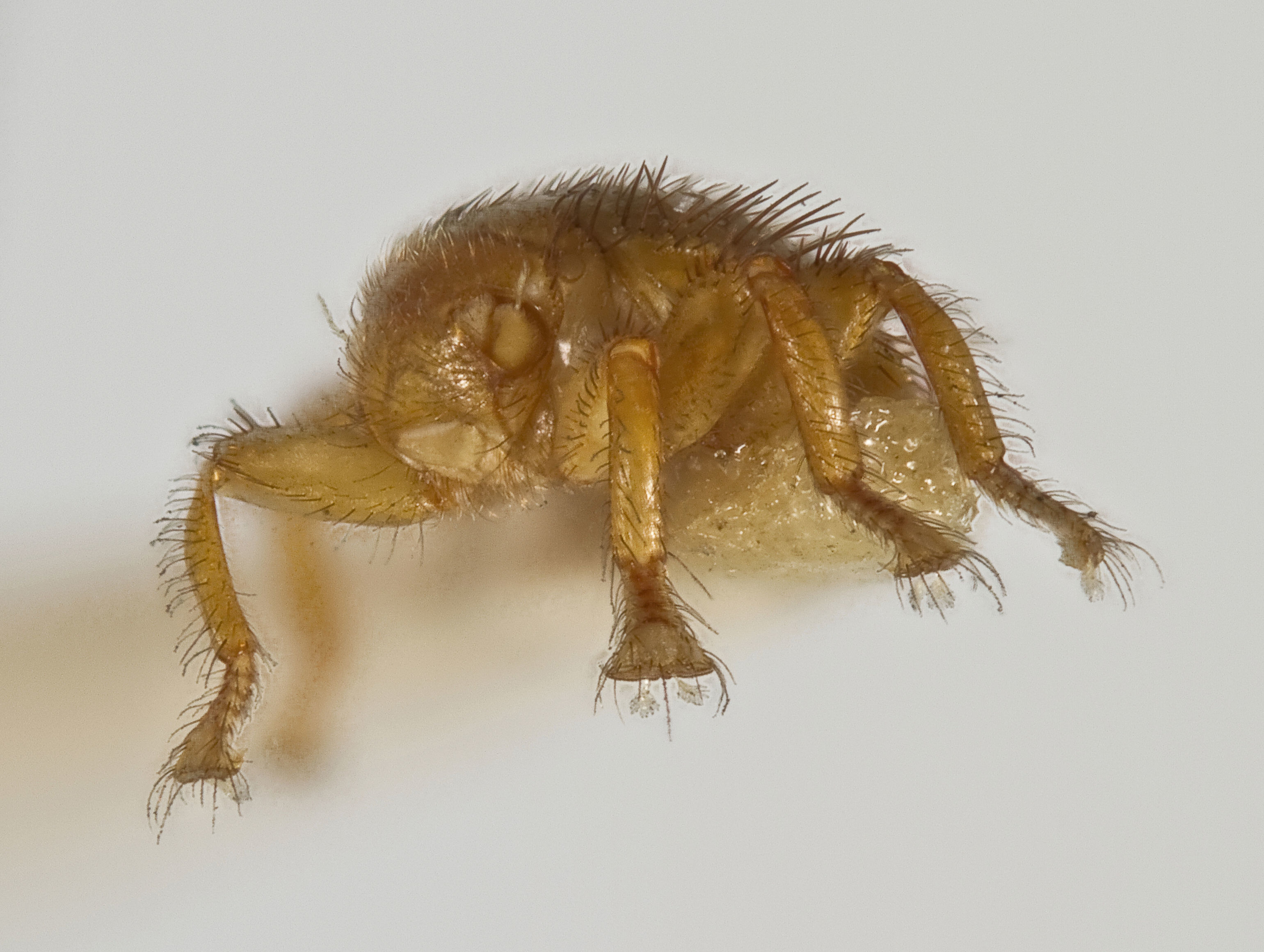 Image of Bee Louse