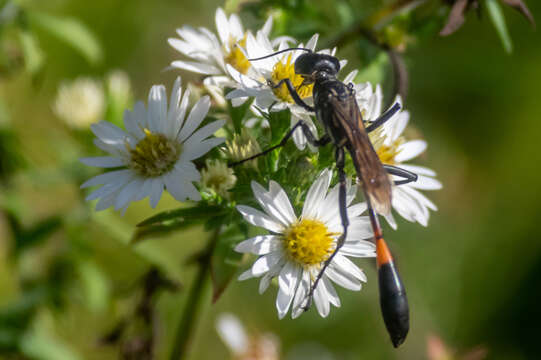 Image of Common Thread-waisted Wasp