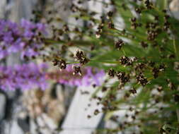 Imagem de Juncus alpinoarticulatus Chaix