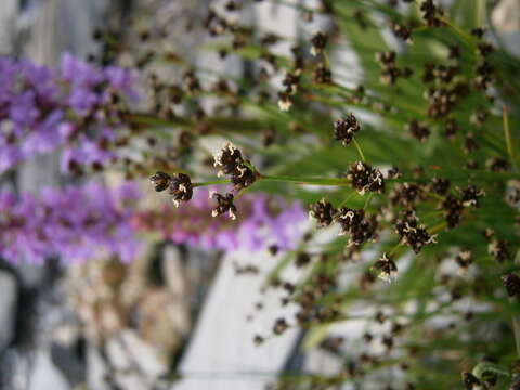 Imagem de Juncus alpinoarticulatus Chaix