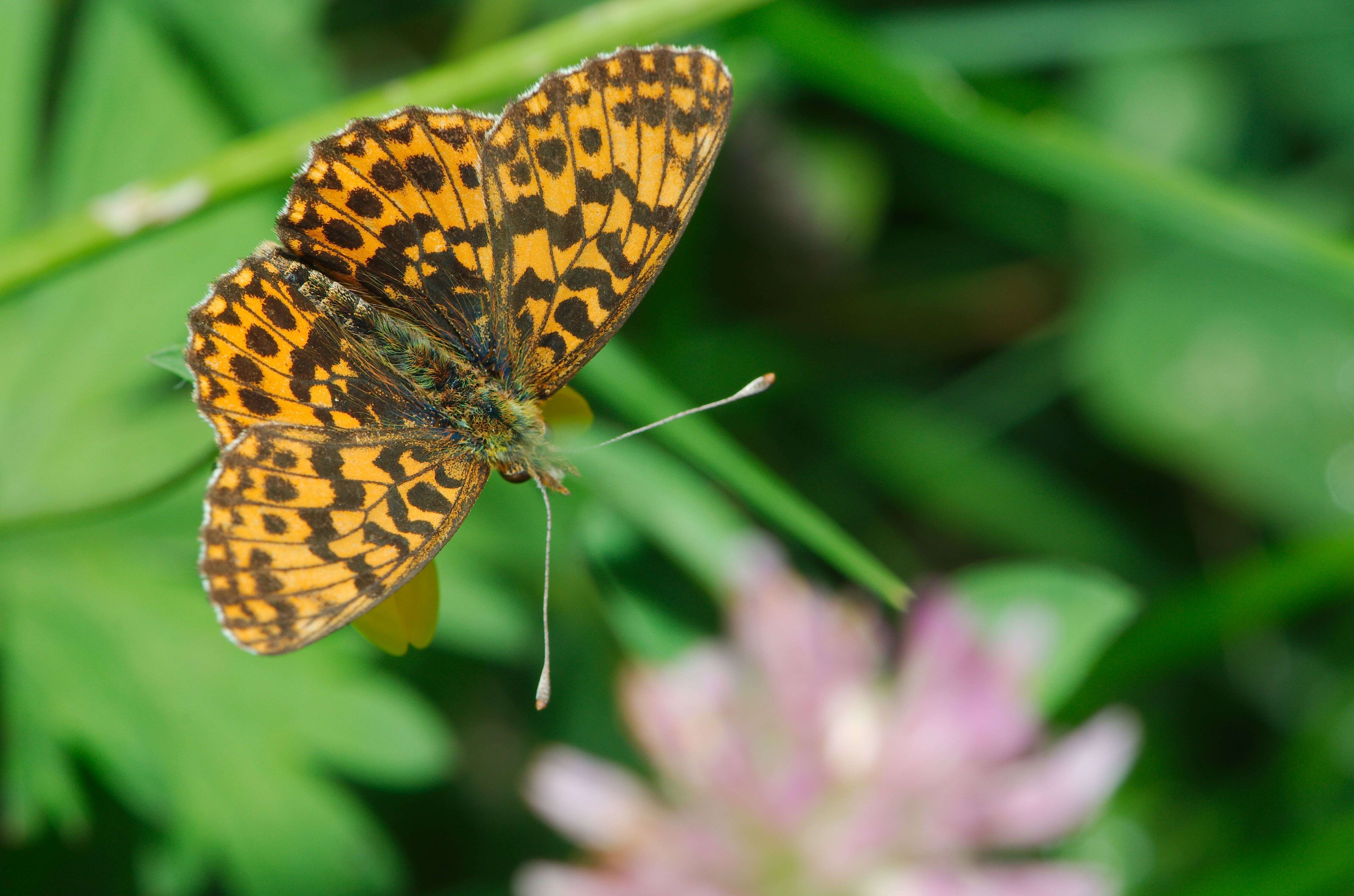 Image of Boloria dia