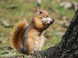 Image of Sciurus subgen. Tenes Thomas 1909