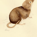 Sivun <i>Crocidura religiosa</i> (I. Geoffroy Saint-Hilaire 1827) kuva