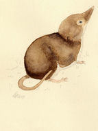 Sivun <i>Crocidura religiosa</i> (I. Geoffroy Saint-Hilaire 1827) kuva