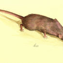 Image of Asian House Shrew